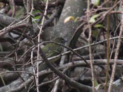 Phylloscartes ventralis