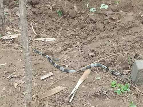 Burmese Krait