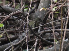 Phylloscartes ventralis