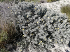 Leucospermum tomentosum