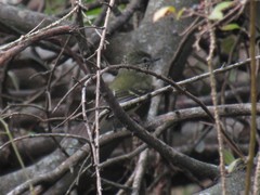 Phylloscartes ventralis