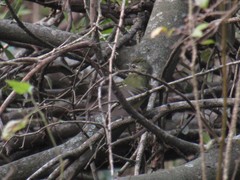 Phylloscartes ventralis