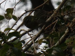 Phylloscartes ventralis