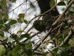 Phylloscartes ventralis