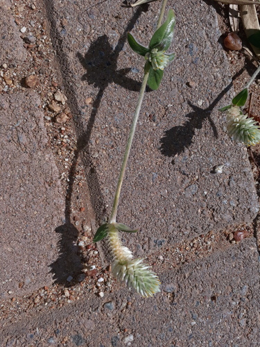 Gomphrena image