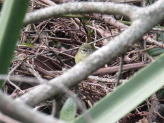 Phylloscartes ventralis