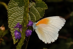 Mylothris rueppellii