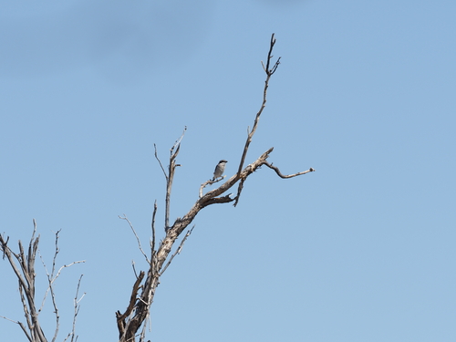 iNaturalist observation 2024-10-17