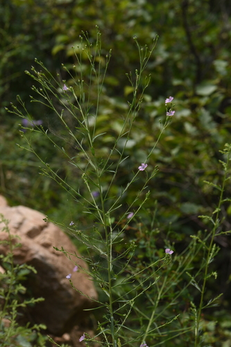 Linum stelleroides iNat (2)