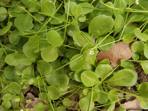 Chiricahua Mountain brookweed (Samolus vagans)