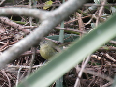 Phylloscartes ventralis