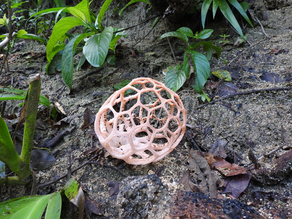 Clathrus natalensis · June 2022 · photo: © agustinzar (iNaturalist, cc-by)