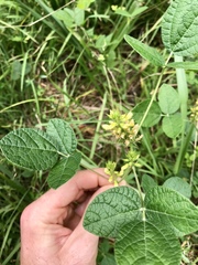 Rhynchosia tomentosa