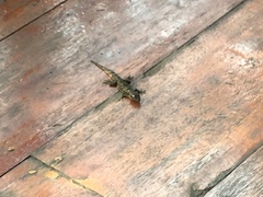 Hemidactylus platyurus