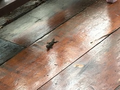 Hemidactylus platyurus