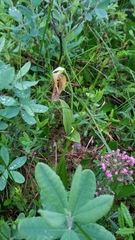 Cypripedium acaule image