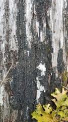 Fuscopannaria leucosticta