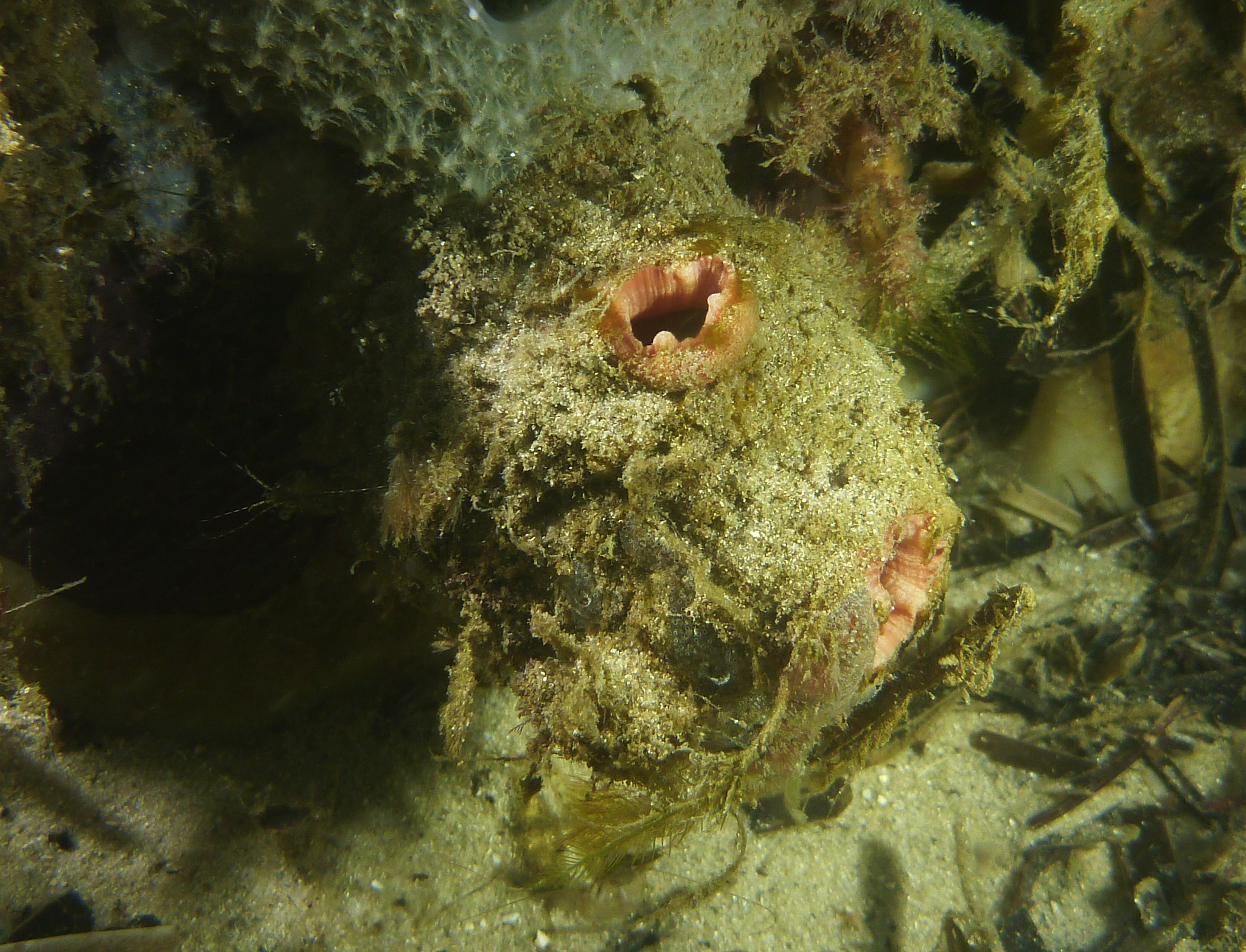 Asterocarpa humilis (Heller, 1878)