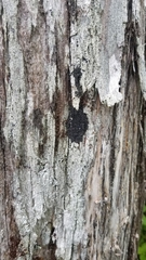 Fuscopannaria leucosticta