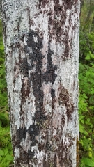 Fuscopannaria leucosticta