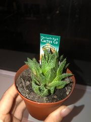 Haworthia