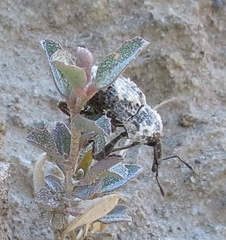 Paramecops stapeliae