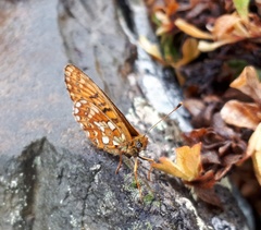 Boloria eunomia