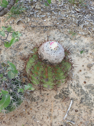Image of Melocactus curvispinus by (c) Agustín Zarco, some rights reserved (CC BY)