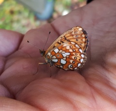 Boloria eunomia