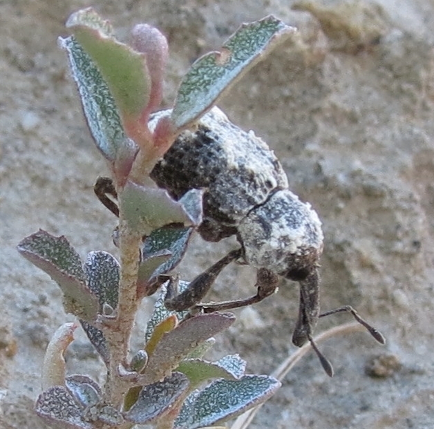 Common Stapelia Weevil