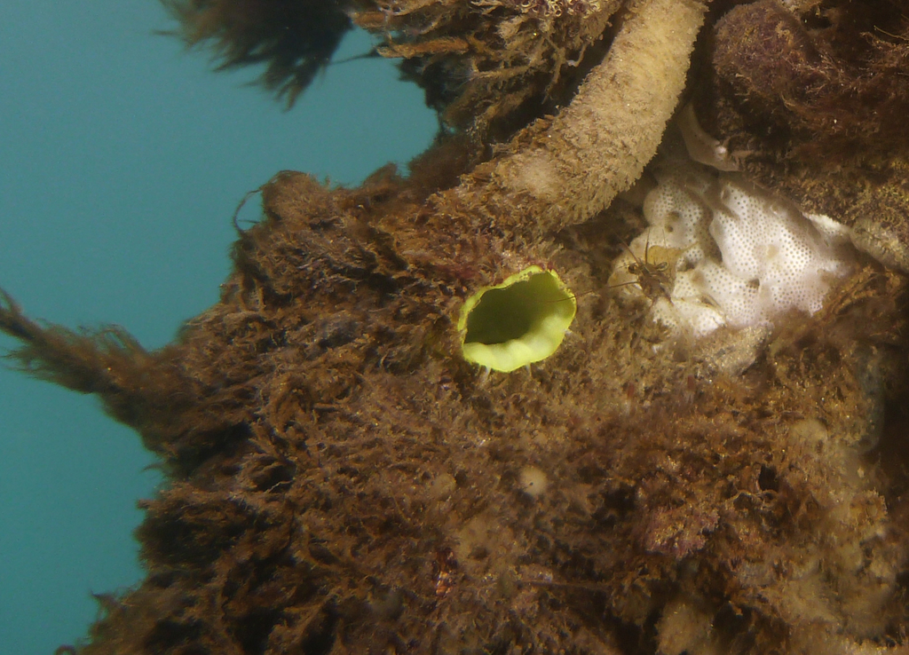 Green Tube Tunicate