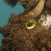 Green Tube Tunicate - Photo (c) Dan Monceaux, some rights reserved (CC BY-NC), uploaded by Dan Monceaux