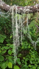 Dolichousnea longissima image