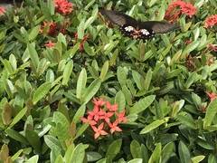 Papilio polytes