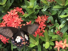 Papilio polytes