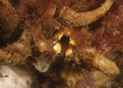 Spiny Sea Squirt photo 4