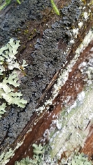 Pannaria conoplea image