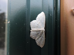 Scopula inductata