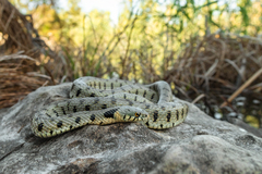 Grass Snake photo 5