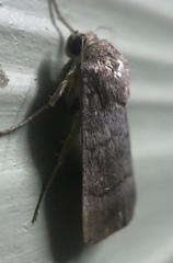 Athetiina