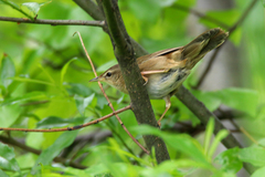 Helopsaltes ochotensis