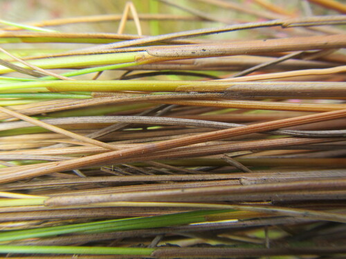 Image of Schoenus submarginalis by (c) douglaseustonbrown, some rights reserved (CC BY-SA)
