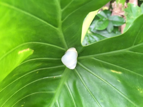Helicostyla okadai