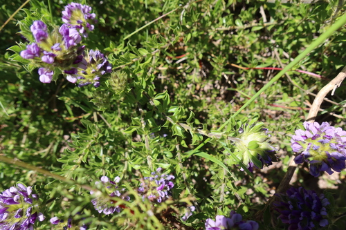 Image of Psoralea fruticans by (c) Diana Studer, some rights reserved (CC BY)