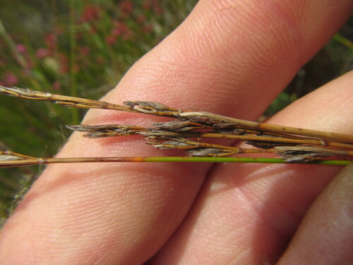 Marginal Veldrush (Schoenus submarginalis)