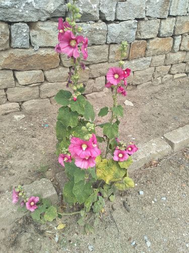 Aukštoji piliarožė nuotrauka