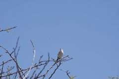 Cercotrichas