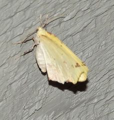 Antepione thisoaria