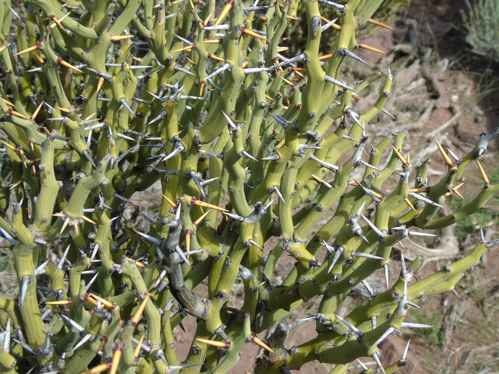 Prosopis castellanosii Burkart 2