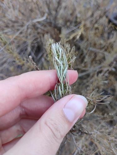 Image of Scabland Sagebrush (Artemisia rigida) by (c) Gabbie Byers, some rights reserved (CC BY)